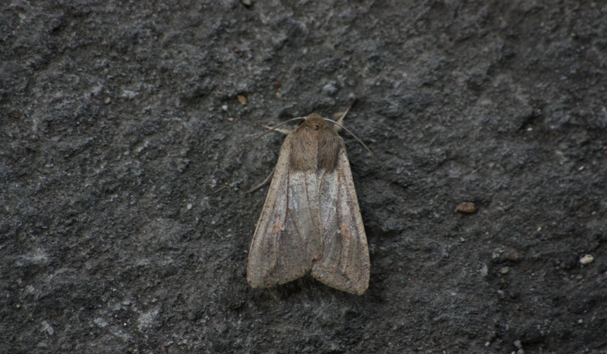 ID noctuidae